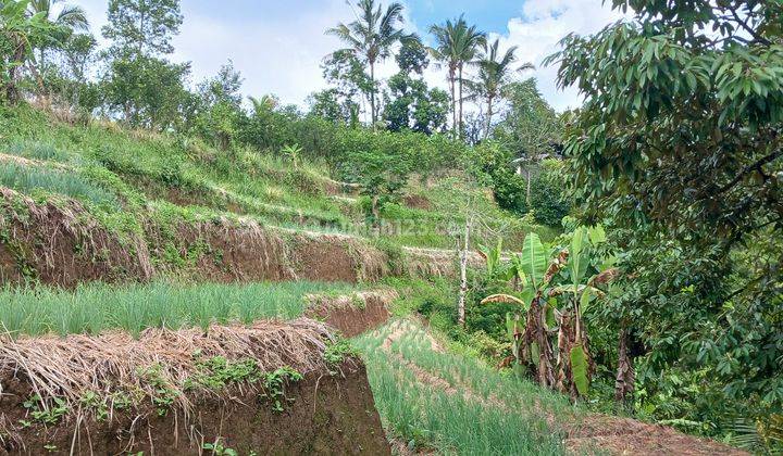 For sale 15 Are of Rice Field View Land in Senganan Penebel Tabanan Bali  2