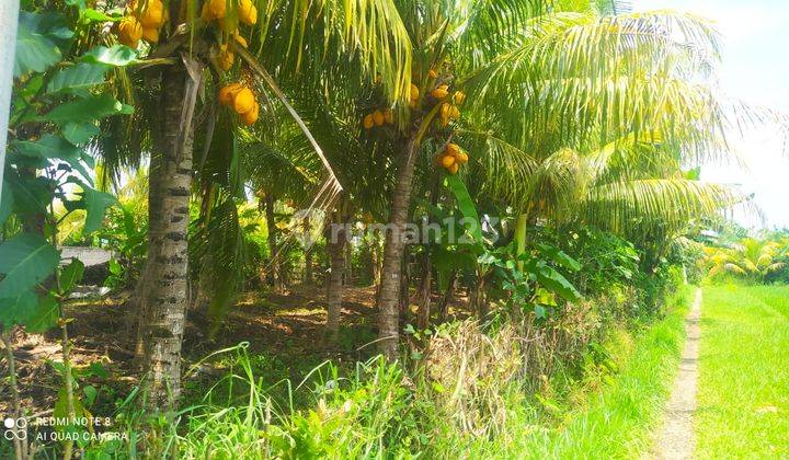 Dijual Tanah di Rambut Siwi Mendoyo Jembrana Bali 1