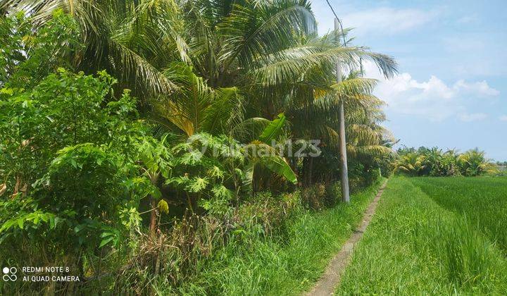 Dijual Tanah di Rambut Siwi Mendoyo Jembrana Bali 2