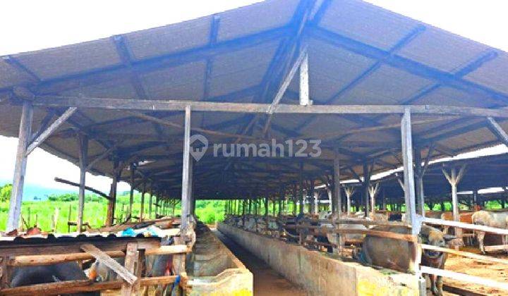 Lahan Peternakan Siap Pakai Area Labangka Sumbawa NTB 2