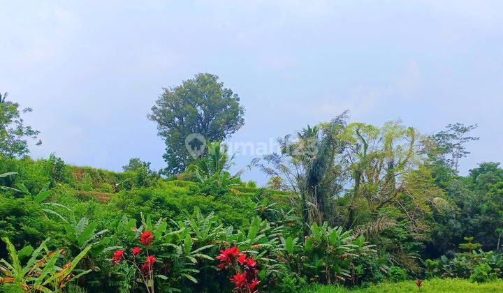 Tanah di Pupuan dkt Tegallalang Gianyar Bali 1