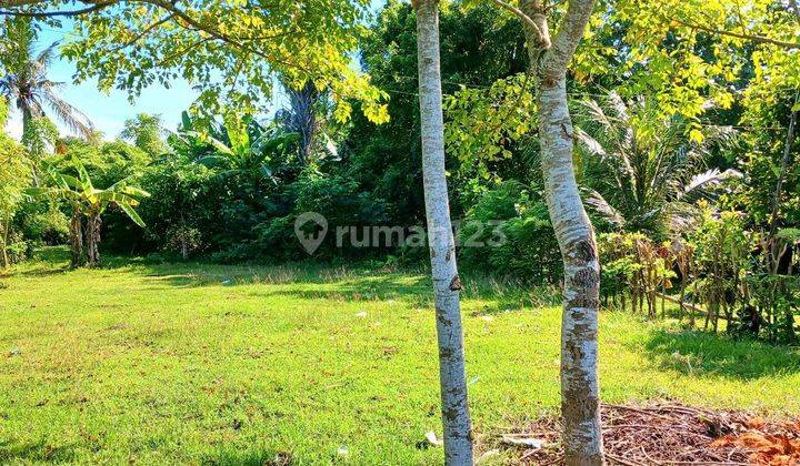 Tanah 1460 M2 Di Pengambengan Negara Jembrana Bali 2
