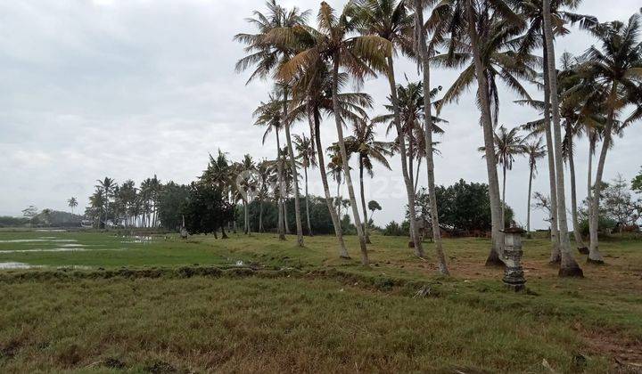 Land for sale 13330 m2 near Mendoyo Beach Jembrana Bali 2