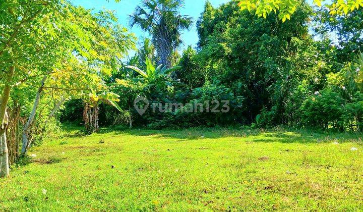 Tanah 1460 M2 Di Pengambengan Negara Jembrana Bali 1