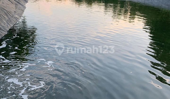 Tambak Udang Siap Pakai Fasilitas Lengkap Di Negara Jembrana Bali Tambak Udang Siap Pakai Fasilitas Lengkap Di Negara Jembrana Bali