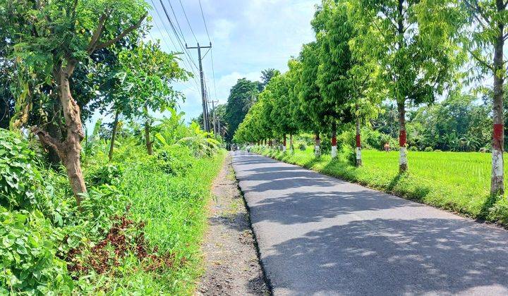 Tanah Dan Bangunan View Sawah,gunung 950 M2 di Buahan Tabanan Bali 1