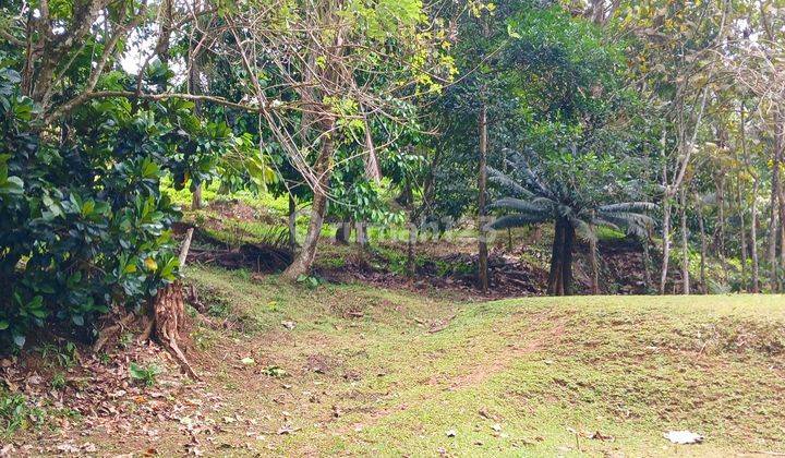 Disewakan Tanah Pinggir Sungai di Manikyang Selemadeg Tabanan Bali 1