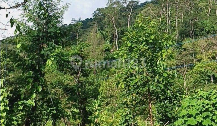 Kebun Alpukat Produktif Area Sukasada Buleleng Bali 2