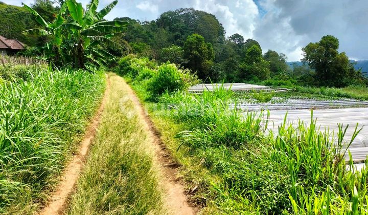 Tanah Di Pancasari Sukasada Buleleng Bali