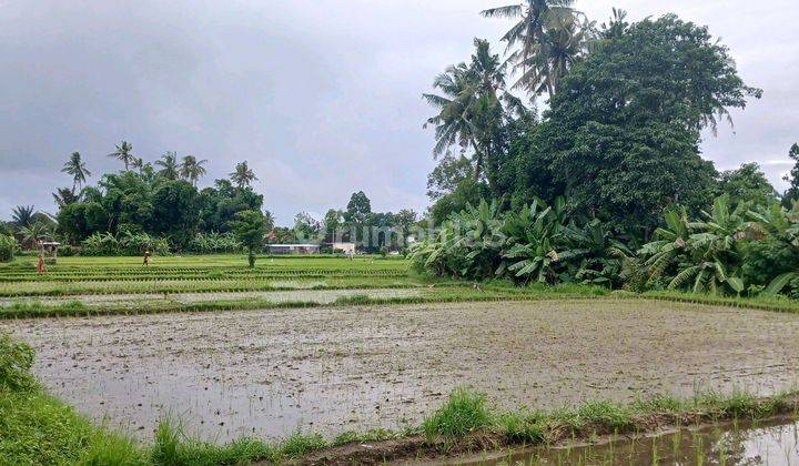 Disewakan Tanah 40 Are Jl Ahmadyaniutarapeguyangandenpasarbali 2