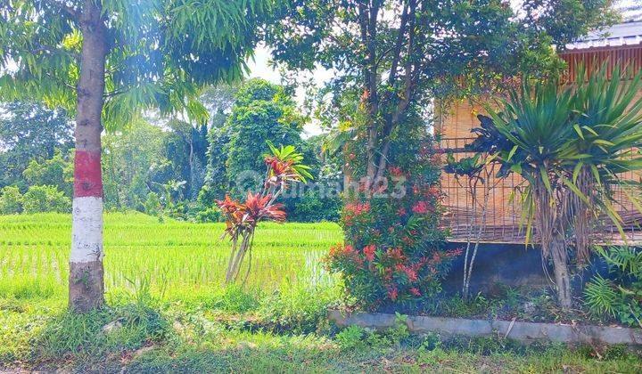 Tanah Dan Bangunan View Sawah,gunung 950 M2 di Buahan Tabanan Bali 2