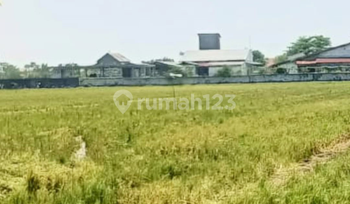 Jual Tanah Sawah Pinggir Jalan Harga Dibawah NJOP di Malang Barat Ketapang Kendal Jual Tanah Sawah Pinggir Jalan Harga Dibawah NJOP di Malang Barat Ketapang Kendal