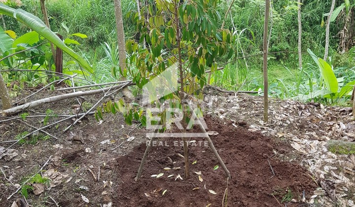 Tanah Kebon Buah Durian, Alpukat Masih Terawat di Desa Delik Tuntang 15 menit ke Exit Tol Bawen 2