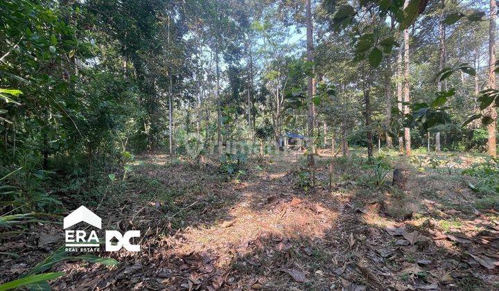 Tanah Murah Ada Kebon Duren Aktif Wonoplumbon Mijen Semarang 1