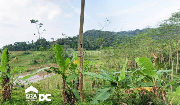 Tanah Cocok Untuk Perkebunan Dekat Wisata Budaya Iriban Kendal 2