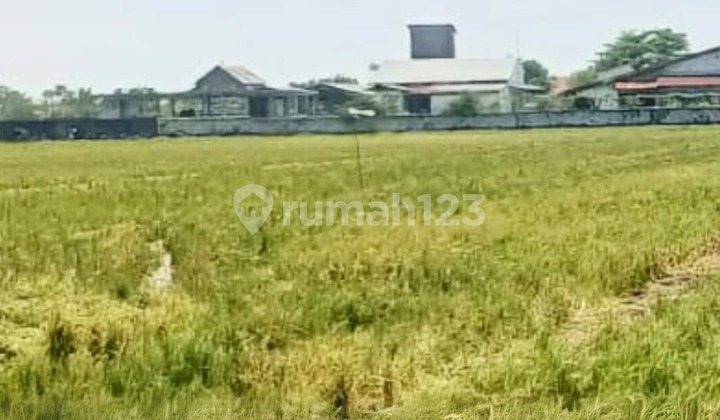 Tanah Sawah Produktif Pinggir Jalan di Desa Malang Kendal Tanah Sawah Produktif Pinggir Jalan di Desa Malang Kendal