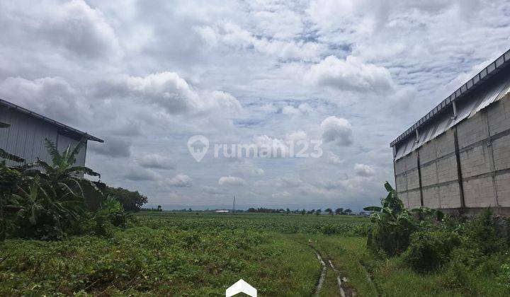 Tanah SHM Sangat Luas 1 jt Per Meter Pantura Kudus Pati Margorejo 1