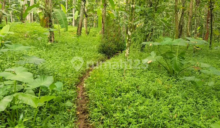 Tanah Kebon Buah Durian, Alpukat Masih Terawat di Desa Delik Tuntang 15 menit ke Exit Tol Bawen 1