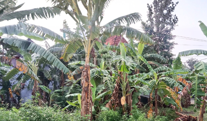 Sewa Tanah Siap Bangun Cocok untuk Dapur Mbg di Purwomukti Pedurungan Semarang 1