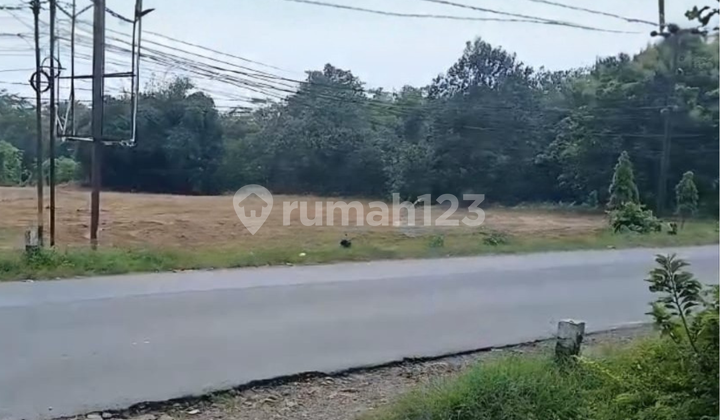 Jual Tanah 5 Hektar Cocok untuk Gudang di Jalan Raya Jepara-Bangsri Mlonggo Jual Tanah 5 Hektar Cocok untuk Gudang di Jalan Raya Jepara-Bangsri Mlonggo