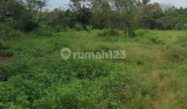 Tanah Kebun Dekat Perumahan Area Rajeg