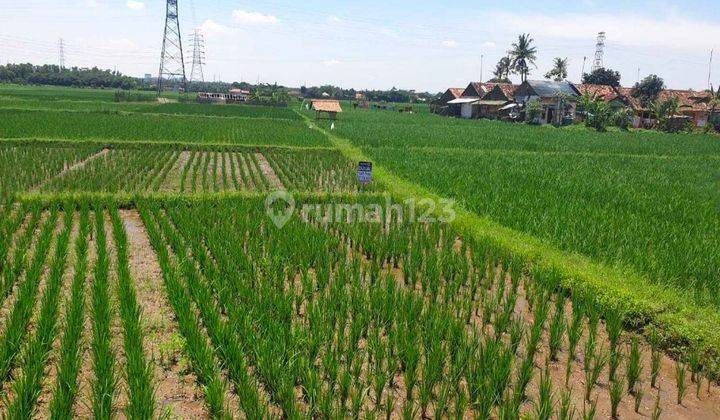 Dijual Tanah Persawahan Di Karawang Jawa Barat 1