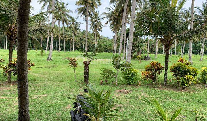 Land near Medewi beach 2