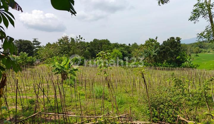 Tanah di Serang.cibarusa.di Jual Segera Tanah di Serang.cibarusa.di Jual Segera