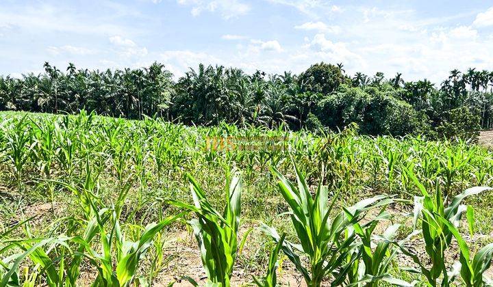 Dijual Tanah Kebun Buah Daerah Talun Kenas Pinggir Jalan Besar 2