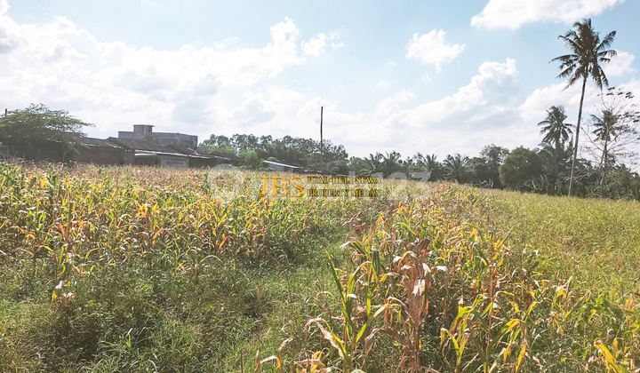 Dijual Tanah Kosong - Tuntungan II Jl. Danamon Simp Jl. Glugur Rimbun Dijual Tanah Kosong - Tuntungan II Jl. Danamon Simp Jl. Glugur Rimbun