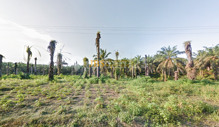 Dijual Kebun Sawit Daerah Gohor Lama  - Langkat 1