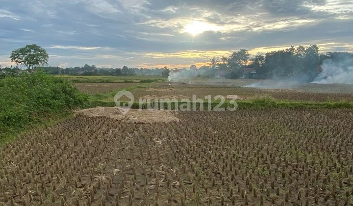 Tanah Padat Sawah Dijual Cepat Di Babat, Legok, Tangerang