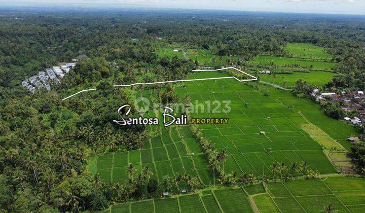 Tanah di Payangan , Ubud, Gianyar View Sawah Dan Hutan  6