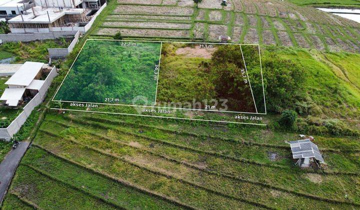 Cheap Land in Bumbak Umalas Kerobokan View Rice Fields 1