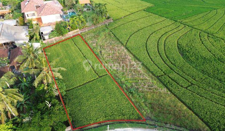 Tanah Murah 700m² di Tibubiu Pasut Tabanan View Sawah 2