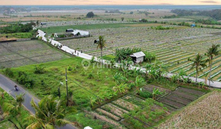 Tanah murah 20 are di Kelating Tabanan , View sawah 1