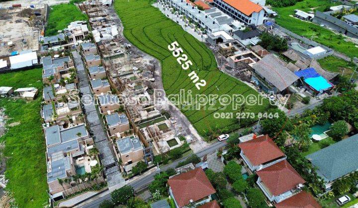 Land For Lease 1136m2 And 5525m2 In Pererenan Canggu