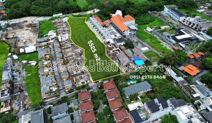 Land For Lease 1136m2 And 5525m2 In Pererenan Canggu 1