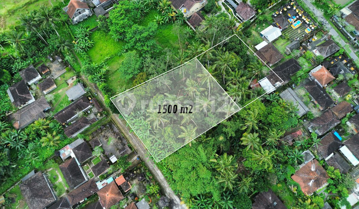 Tanah untuk disewa di Ubud - 1500m2 Pejeng Ubud