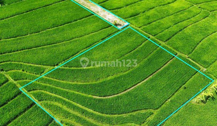 Tanah 1000m² di Pantai Nyanyi Beraban Tabanan , View Sawah 1