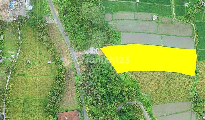 Tanah Murah 4050m2 di Pejeng Kangin Ubud Gianyar , Private akses 1