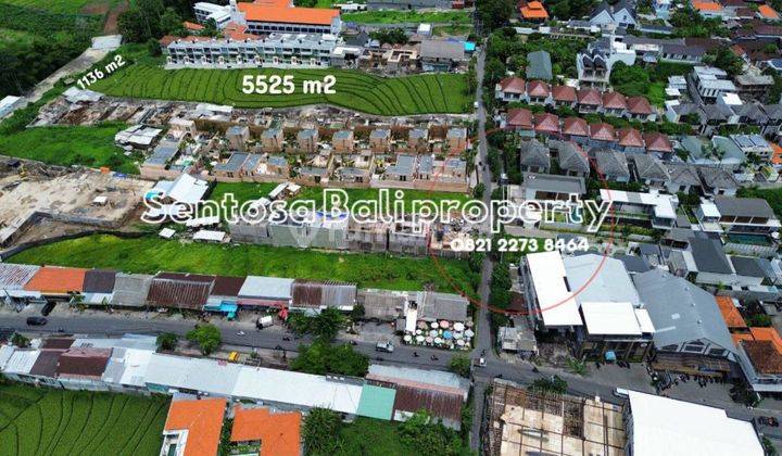 Land For Lease 1136m2 And 5525m2 In Pererenan Canggu 2