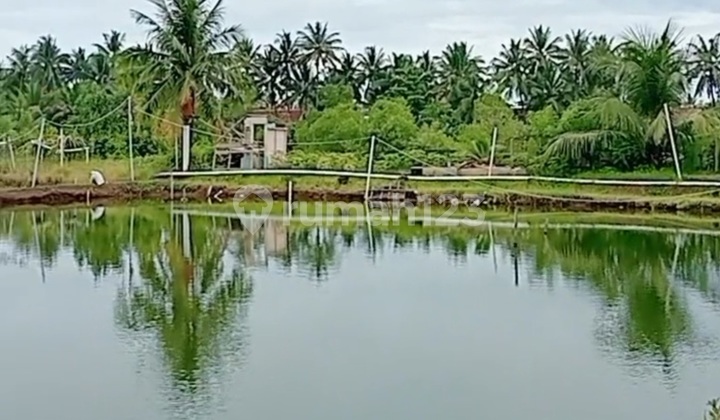 Extensive Shrimp Pond in Parigi Pangandaran Extensive Shrimp Pond in Parigi Pangandaran
