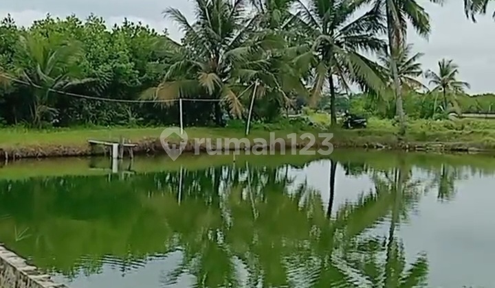 Extensive Shrimp Pond in Parigi Pangandaran Extensive Shrimp Pond in Parigi Pangandaran