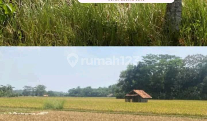 Tanah Sawah Komersil Dan Masih Produktif Pinggir Jalan di Jl. Raya Campaka, Cilandak, Kec. Cibatu, Kabupaten Purwakarta, Jawa Barat, Cibatu SHM 5035.0 m² 1