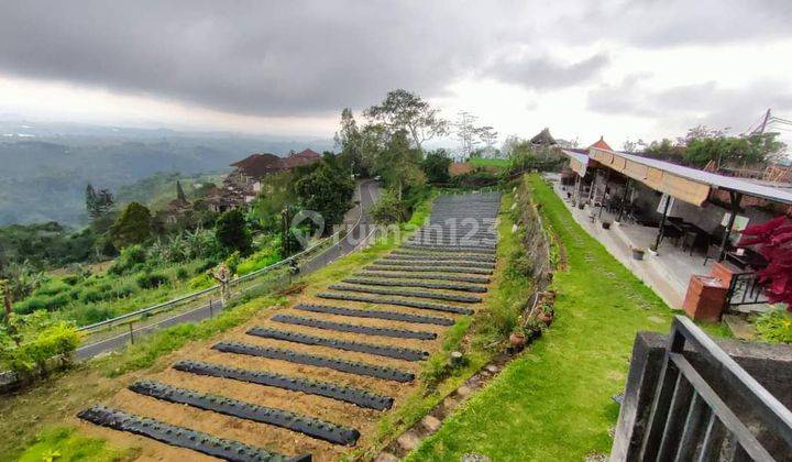 Coffee restaurant strawberry garden land in Bedugul Baturiti view 2