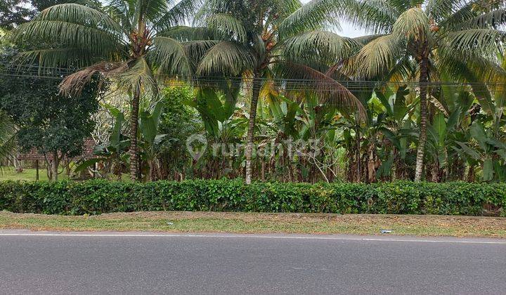 Cheap land on the edge of Denpasar Road Gilimanuk Pekutan Jembrana 2