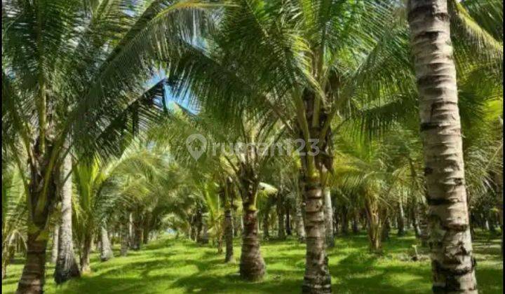 Land Loss Melaya Beach Jembrana Country Bali Investment 2