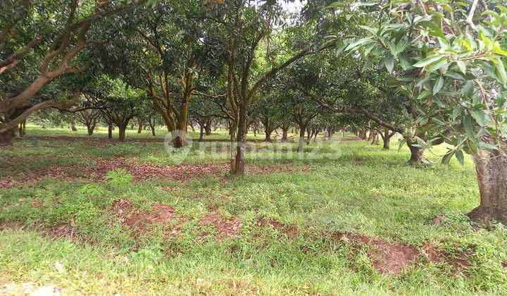 Dijual Perkebunan Mangga Gincu Indramayu