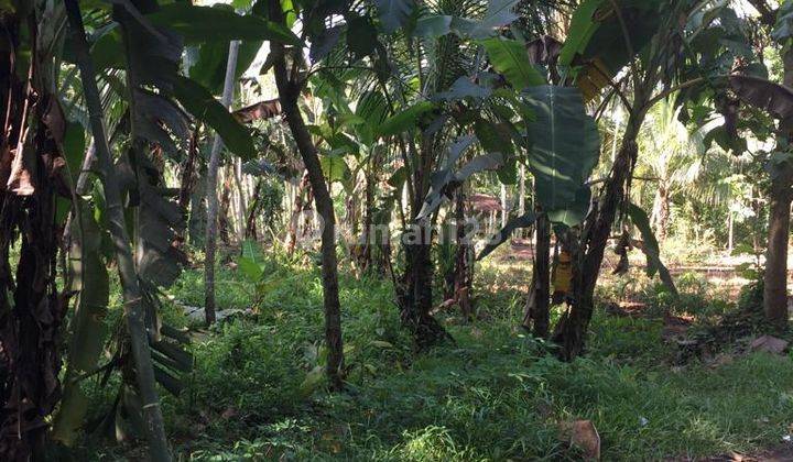 Tanah kebun kabat banyuwangi akses jalan paving 1